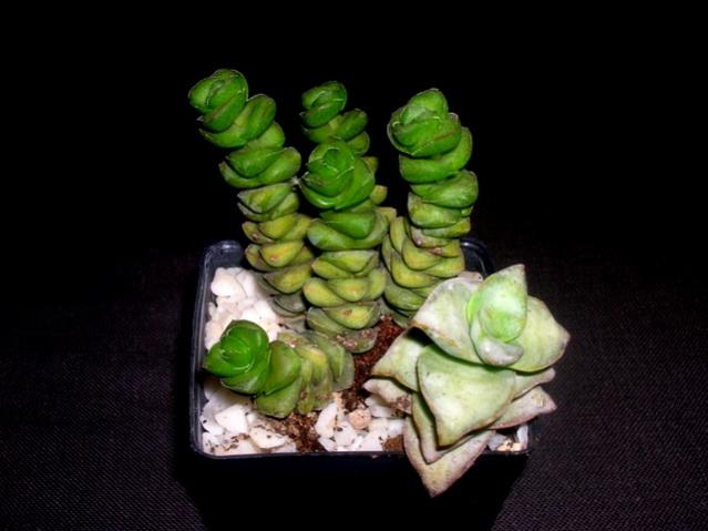 Name:  DSCN2546.jpg
Views: 1949
Size:  33.9 KB