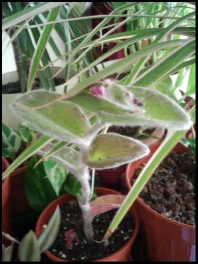 Name:  Fotoraf2214.jpg
Views: 2003
Size:  37.7 KB