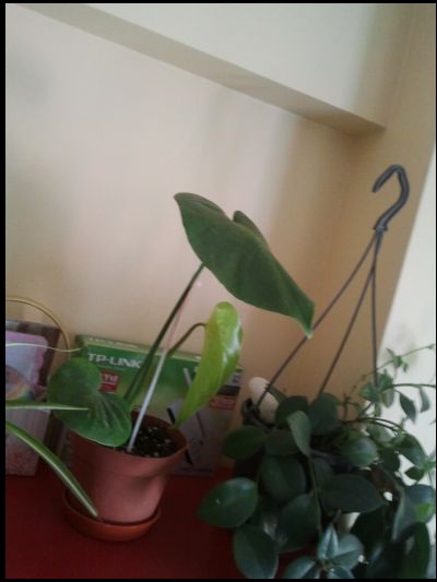 Name:  Fotoraf2177.jpg
Views: 1930
Size:  58.7 KB