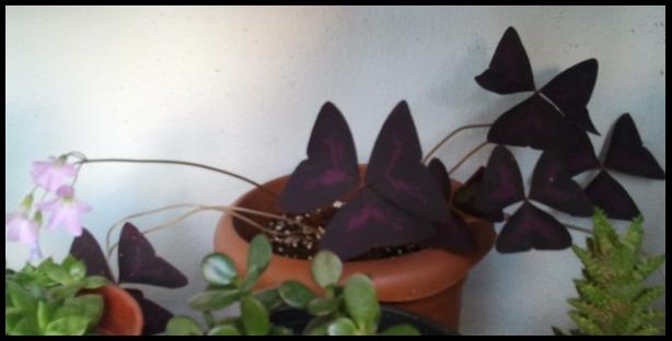 Name:  Fotoraf2201.jpg
Views: 1674
Size:  21.3 KB