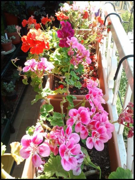 Name:  Fotoraf2211.jpg
Views: 1850
Size:  64.1 KB