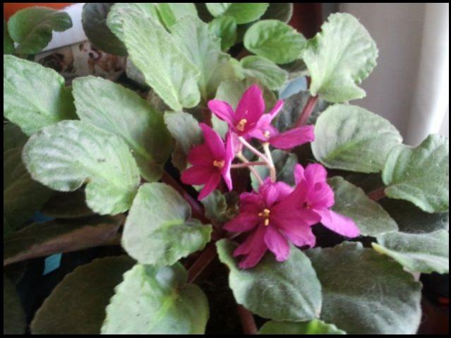 Name:  Fotoraf2173.jpg
Views: 1609
Size:  44.4 KB
