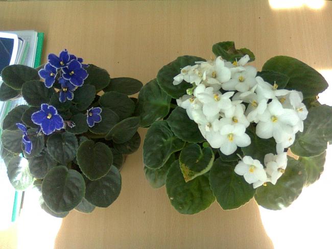 Name:  Fotoraf0652.jpg
Views: 1825
Size:  41.9 KB