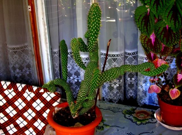 Name:  DSCN2562.jpg
Views: 1897
Size:  66.0 KB
