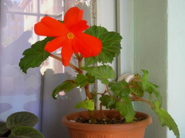 Name:  DSCN2558.jpg
Views: 4385
Size:  30.8 KB