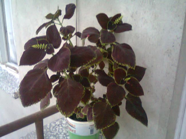 Name:  Fotoraf0685.jpg
Views: 1563
Size:  39.8 KB