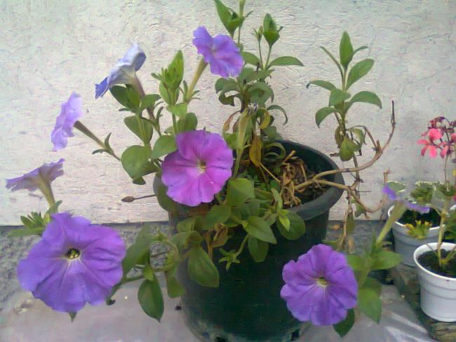 Name:  Fotoraf0672.jpg
Views: 1556
Size:  51.6 KB