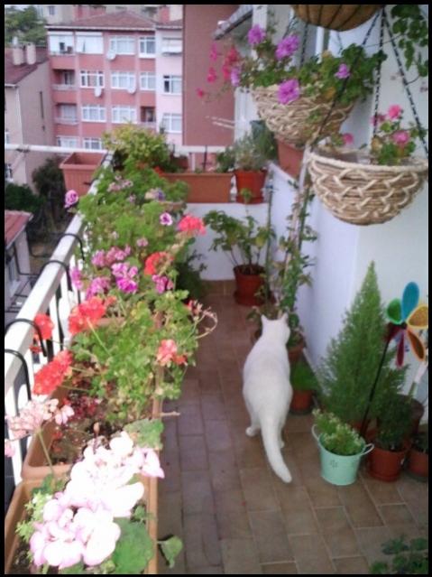 Name:  Fotoraf2224.jpg
Views: 2369
Size:  52.9 KB