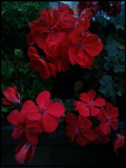 Name:  Fotoraf2229.jpg
Views: 1517
Size:  28.8 KB