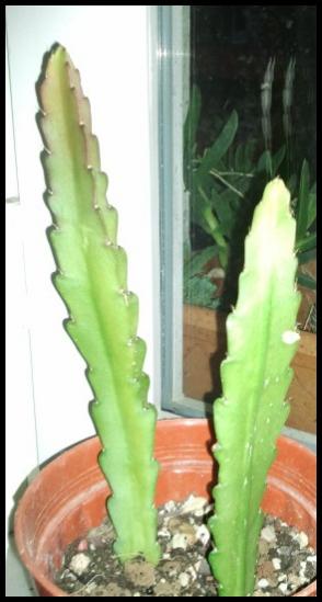 Name:  Fotoraf2244.jpg
Views: 1686
Size:  25.0 KB