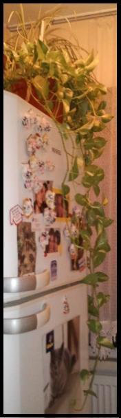 Name:  Fotoraf2239.jpg
Views: 1545
Size:  19.0 KB