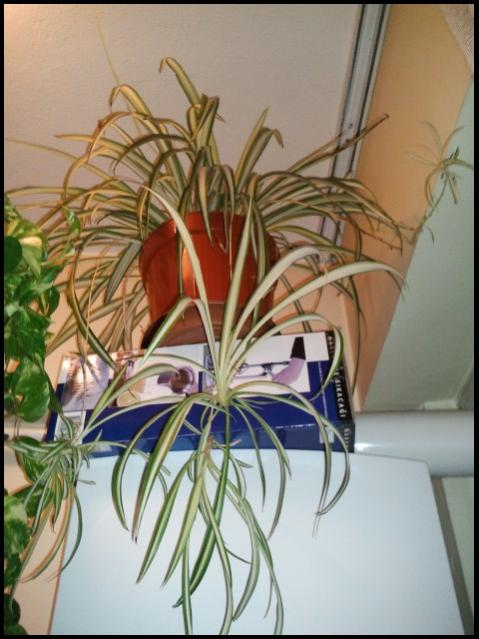 Name:  Fotoraf2242.jpg
Views: 1569
Size:  47.3 KB