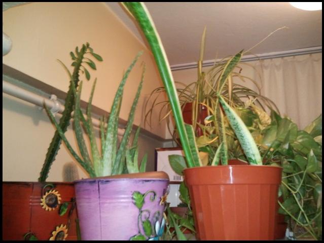 Name:  Fotoraf2240.jpg
Views: 1559
Size:  41.7 KB