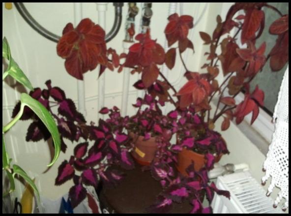 Name:  Fotoraf2241.jpg
Views: 1518
Size:  42.1 KB