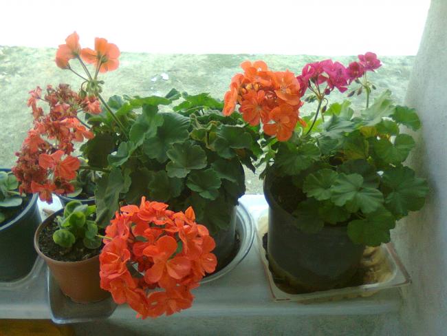 Name:  Fotoraf0686.jpg
Views: 2068
Size:  46.0 KB