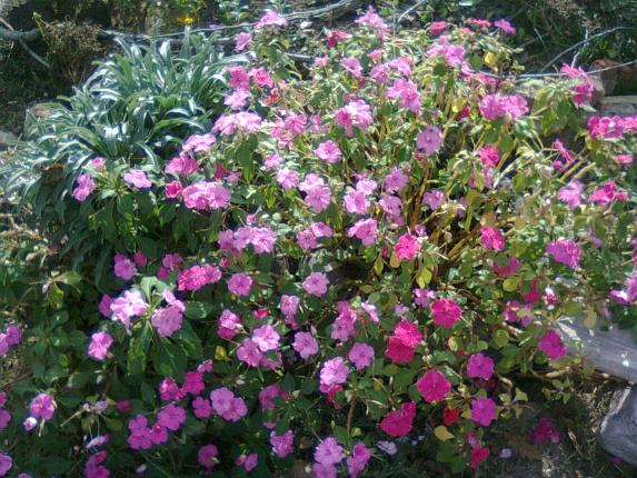 Name:  Fotoraf0696.jpg
Views: 1725
Size:  72.6 KB