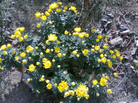 Name:  Fotoraf0697.jpg
Views: 1652
Size:  73.5 KB