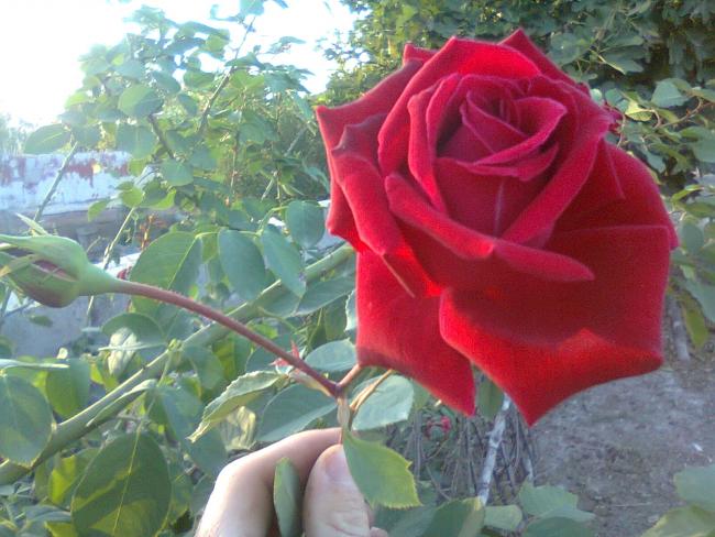 Name:  Fotoraf0671.jpg
Views: 1645
Size:  53.4 KB