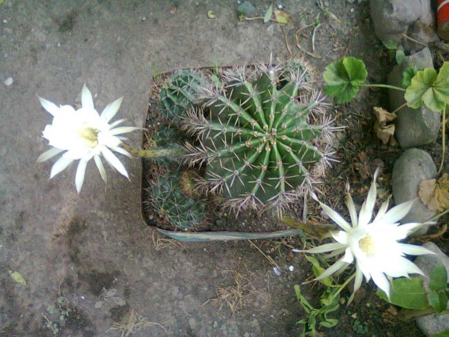 Name:  Fotoraf0711.jpg
Views: 1654
Size:  65.2 KB