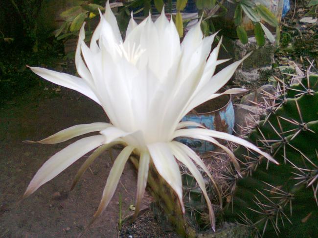 Name:  Fotoraf0713.jpg
Views: 1582
Size:  53.9 KB