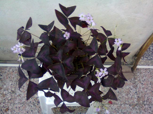 Name:  Fotoraf0745.jpg
Views: 1519
Size:  53.8 KB