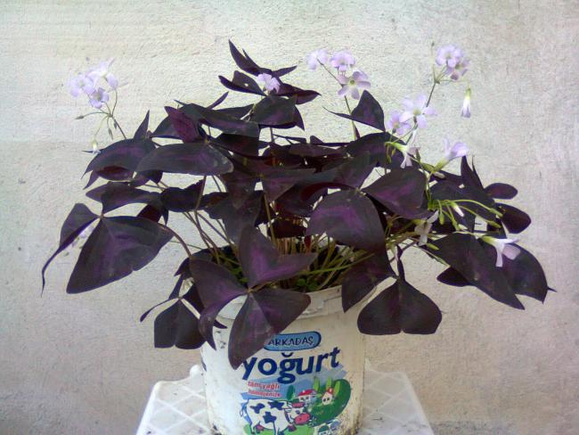 Name:  Fotoraf0747.jpg
Views: 1535
Size:  54.2 KB