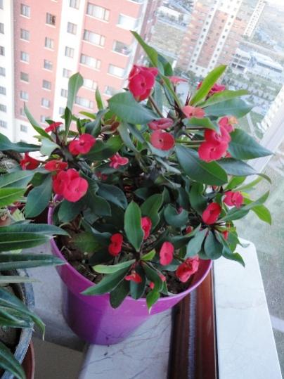 Name:  DSC02018.jpg
Views: 1355
Size:  39.7 KB