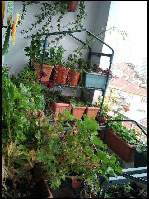 Name:  Fotoraf2349.jpg
Views: 1749
Size:  60.9 KB