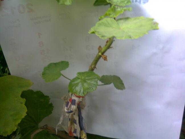 Name:  Fotoraf0842.jpg
Views: 1297
Size:  21.6 KB