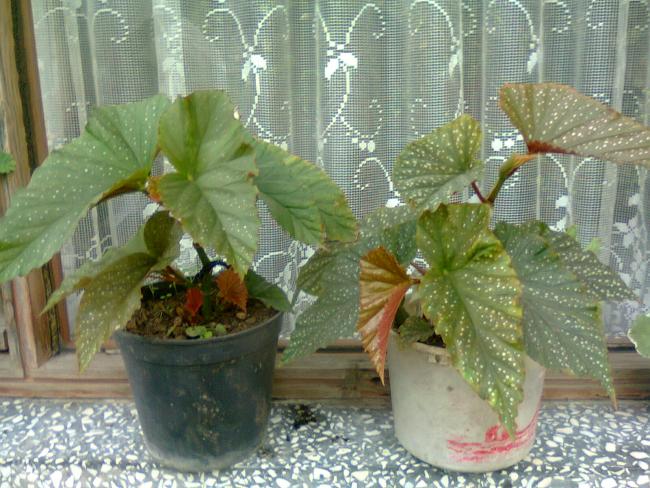 Name:  Fotoraf0848.jpg
Views: 1270
Size:  64.7 KB