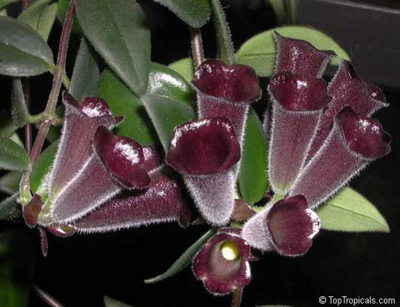 Name:  Aeschynanthus radicans.jpg
Views: 2503
Size:  40.4 KB