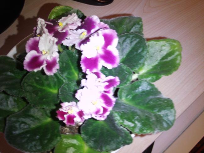 Name:  002.jpg
Views: 1248
Size:  44.3 KB