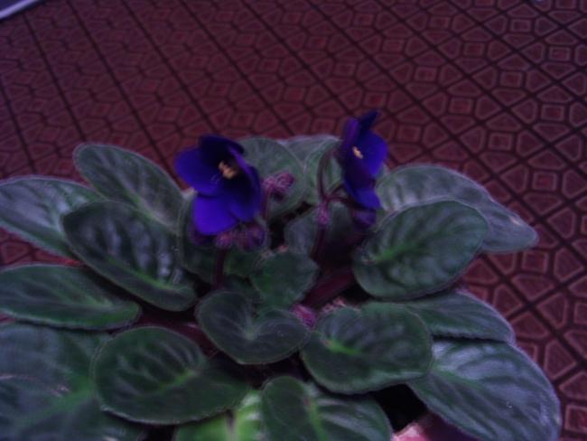 Name:  015.jpg
Views: 1217
Size:  32.9 KB