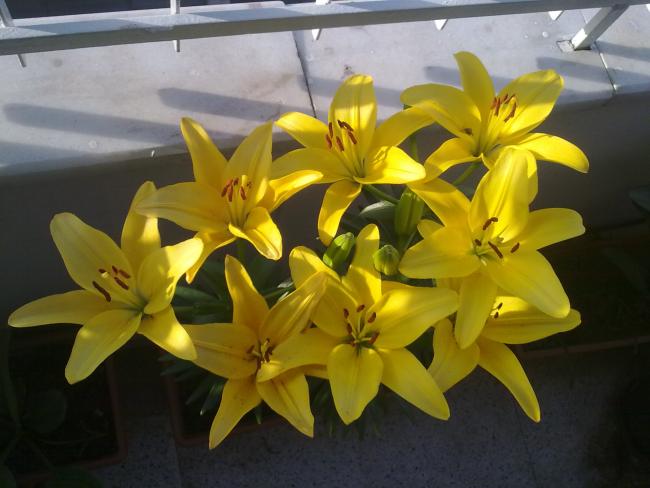 Name:  16062012961.jpg
Views: 1836
Size:  40.2 KB