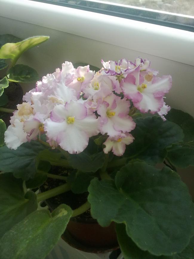 Name:  181120121059.jpg
Views: 1705
Size:  49.6 KB