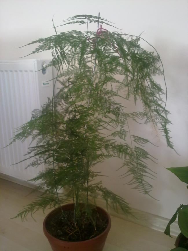 Name:  181120121066.jpg
Views: 1723
Size:  61.9 KB