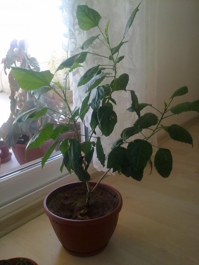Name:  181120121070.jpg
Views: 1899
Size:  55.7 KB