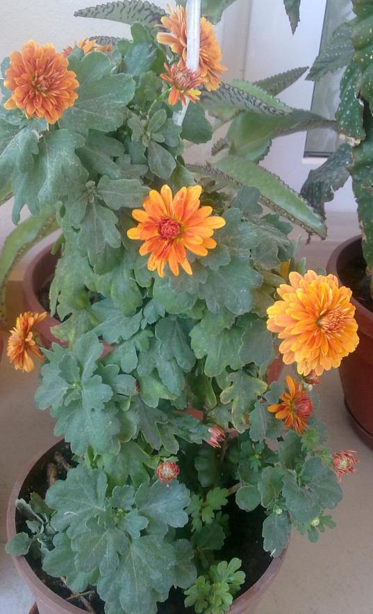 Name:  181120121077.jpg
Views: 1480
Size:  75.3 KB