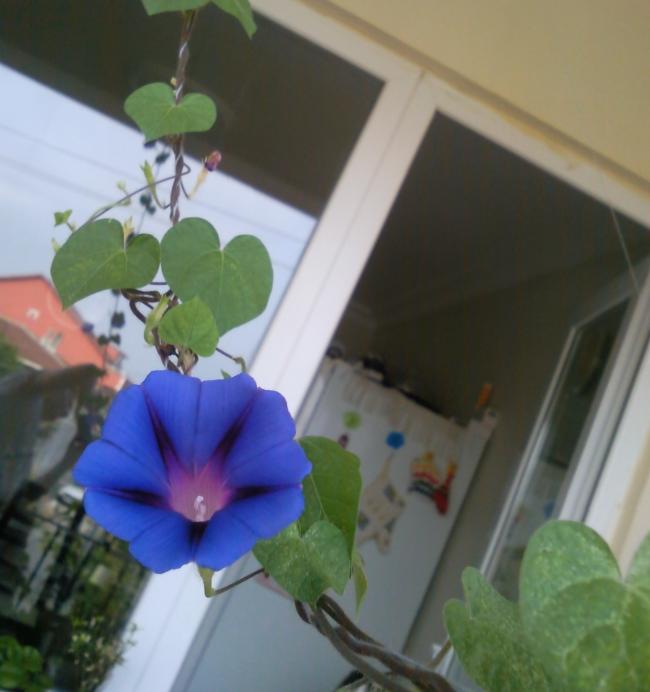 Name:  Fotoraf0820.jpg
Views: 1483
Size:  37.9 KB