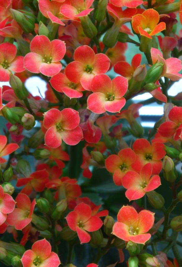 Name:  aviary_1353692247895.jpg
Views: 2367
Size:  72.1 KB