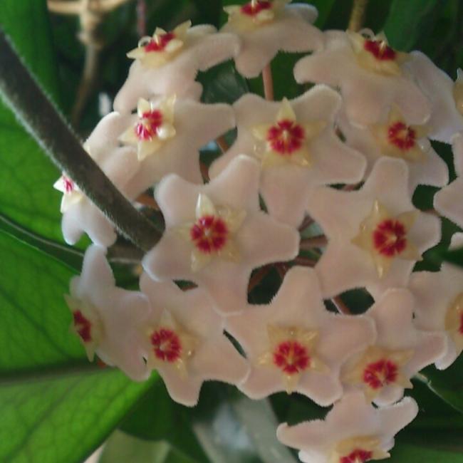 Name:  aviary_1353620907151.jpg
Views: 2776
Size:  37.8 KB