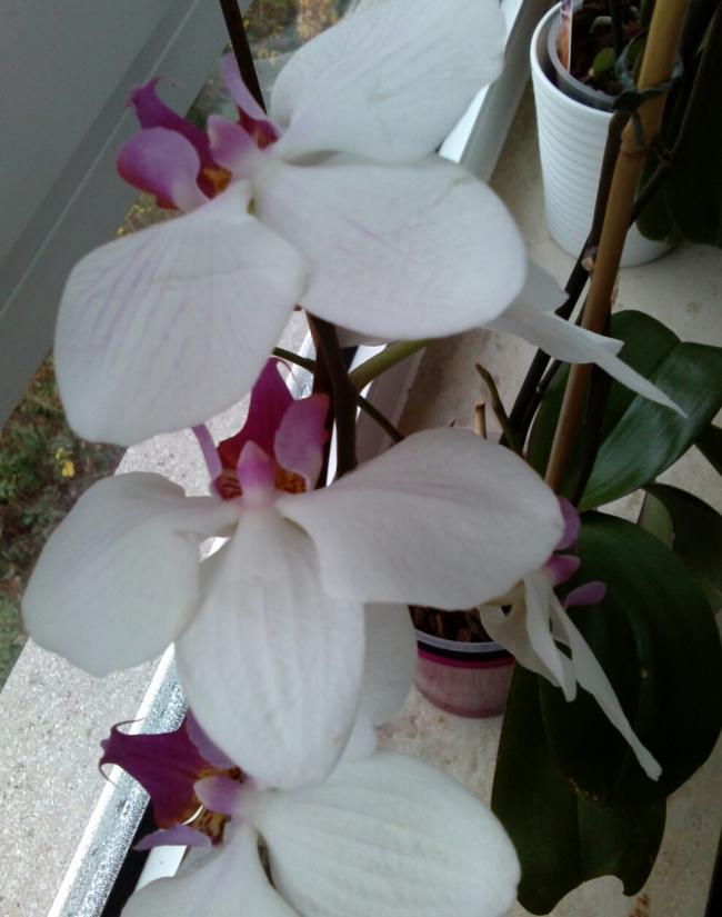 Name:  aviary_1353690697134.jpg
Views: 2594
Size:  52.0 KB