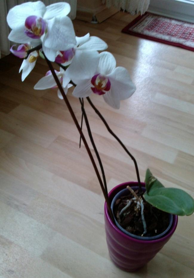 Name:  aviary_1353692780536.jpg
Views: 2558
Size:  54.7 KB