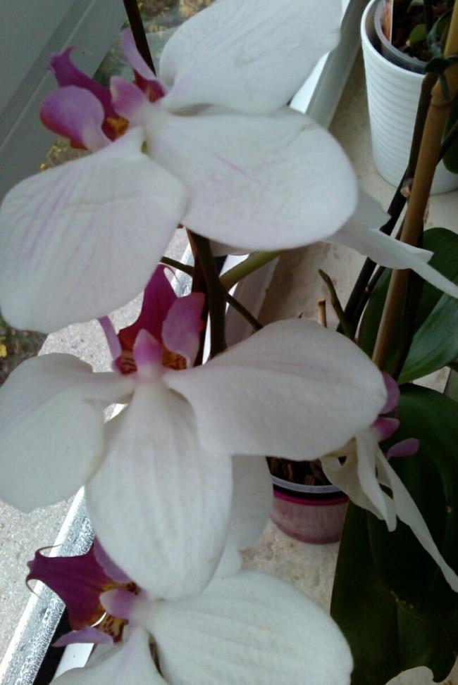 Name:  aviary_1353692833803.jpg
Views: 2522
Size:  56.8 KB