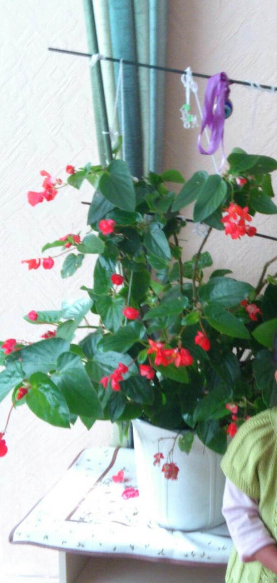 Name:  aviary_1353769723691.jpg
Views: 2158
Size:  67.4 KB