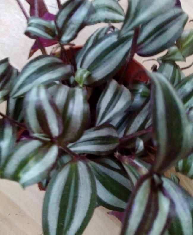 Name:  aviary_1353768814510.jpg
Views: 2210
Size:  65.2 KB