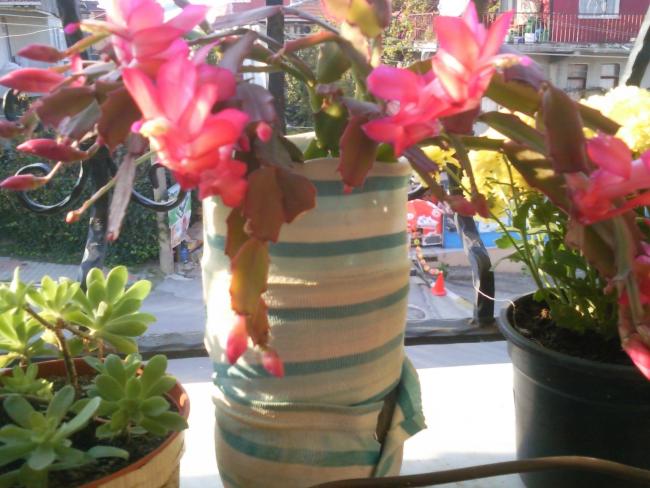 Name:  Fotoraf1210.jpg
Views: 1604
Size:  52.4 KB
