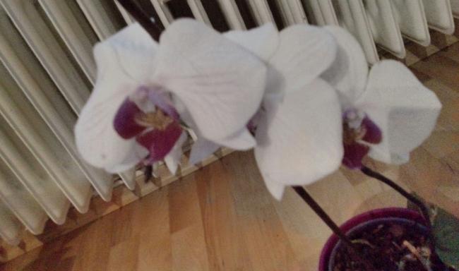 Name:  aviary_1353860154205.jpg
Views: 2151
Size:  28.3 KB