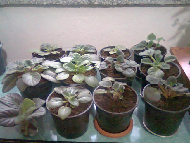 Name:  Fotoraf0927.jpg
Views: 1176
Size:  47.3 KB