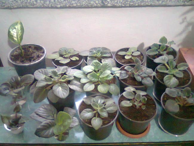 Name:  Fotoraf0928.jpg
Views: 1151
Size:  48.7 KB